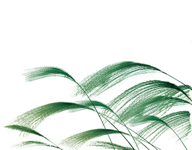 芦苇水草冬天白露寒露24节气素材