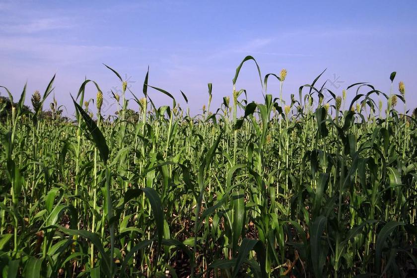 高粱 甜高粱 谷物 作物 卡纳塔克 印度