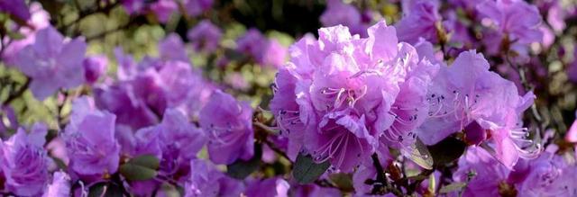杜鹃 开花 花 春天 紫 紫杜鹃 盛开 性质 厂 标头