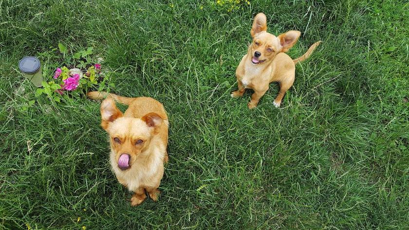 黄绿动物可爱站在草地上的两只小狗宠物动物狗背景图片