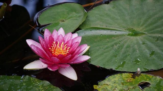 水百合 莲花 粉红色 荷叶 池塘 睡莲 美丽 鲜花 开花