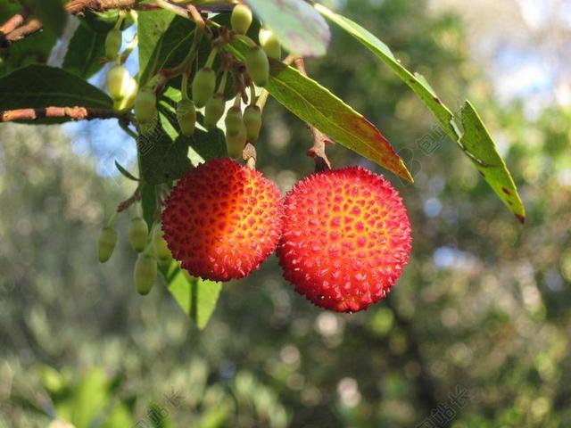 杨梅 UNEDO 草莓树 苹果公司的该隐 水果 植物区系 树