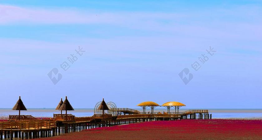 红海滩 海 红