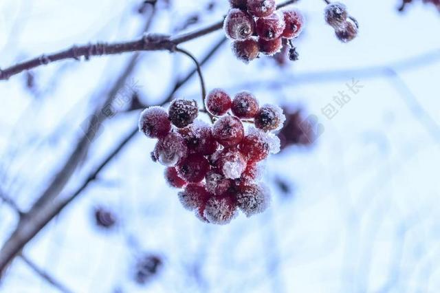 玫瑰果 花园 霜 水果 髋关节 冬天 秋 户外 冷 雪
