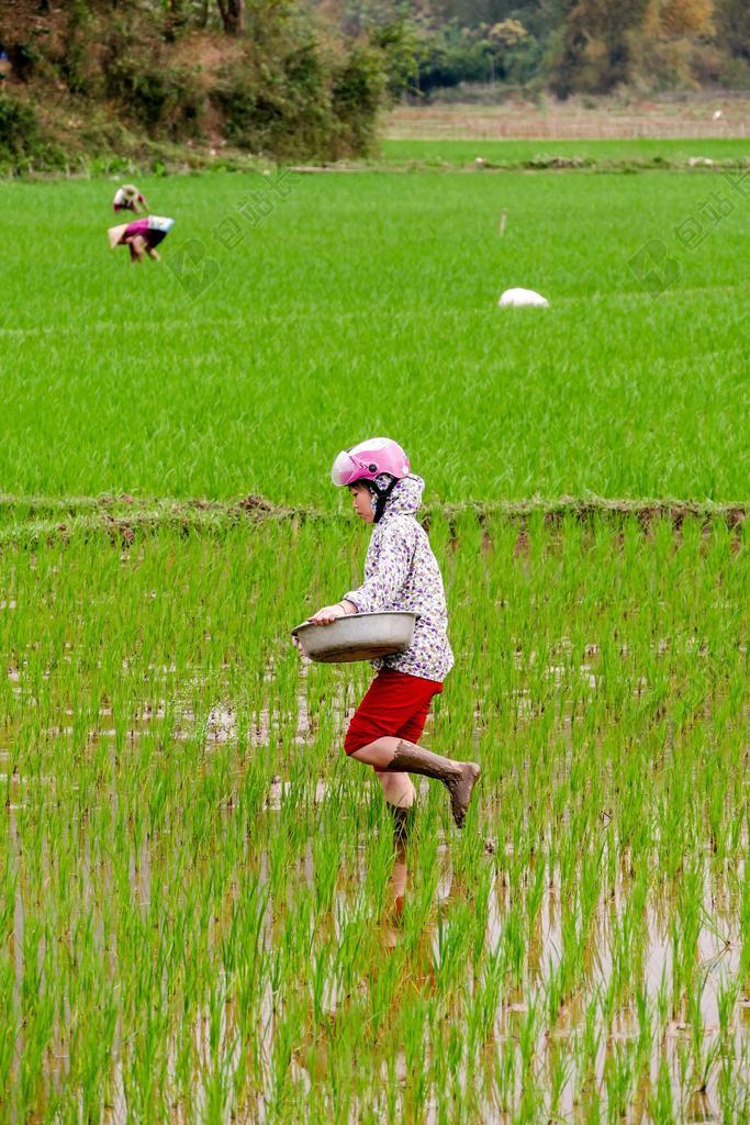 麦洲 越南 稻田 农夫的妻子 农业 亚洲