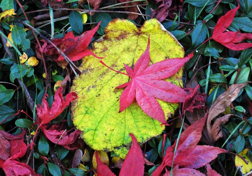 多彩的秋天树叶 不同的树叶 多彩的树叶 微红的秋叶 秋天的颜色