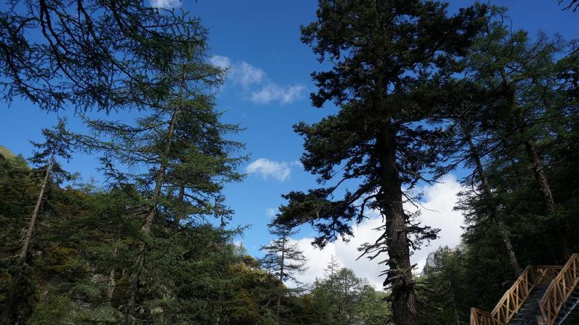 蓝天下的森林背景图片