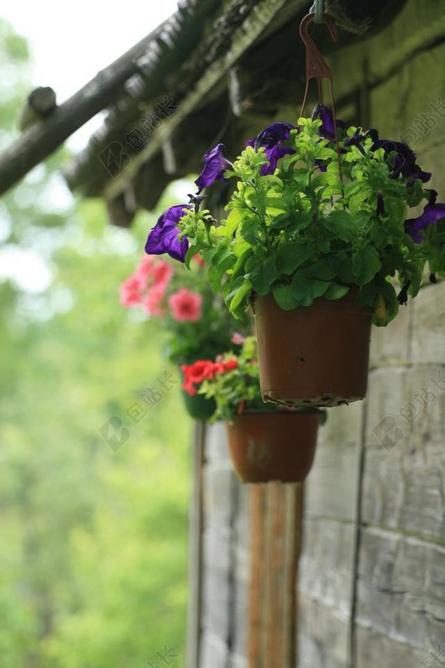 花盆 盆花 鲜花 挂 户外 装修 花园