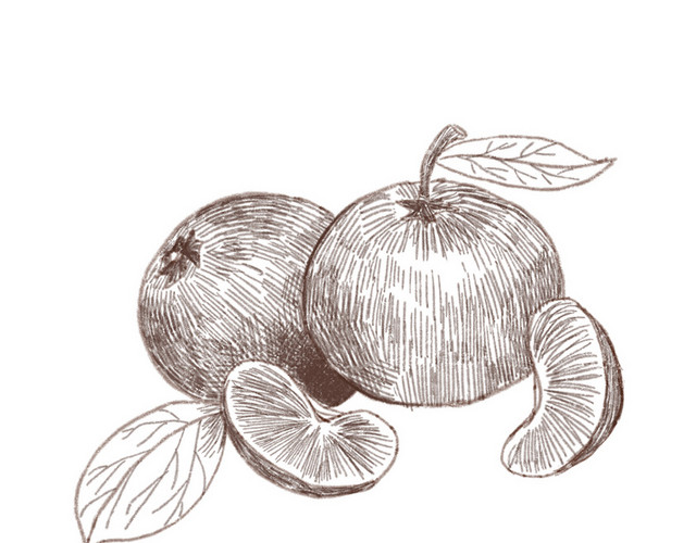 手绘线描橘子水果素材