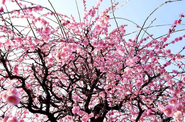 冬季 鲜花 梅花 植物园 东京 芽 分支 日本 关闭 植物