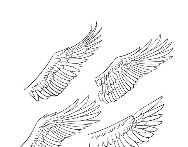 翅膀线描画图片