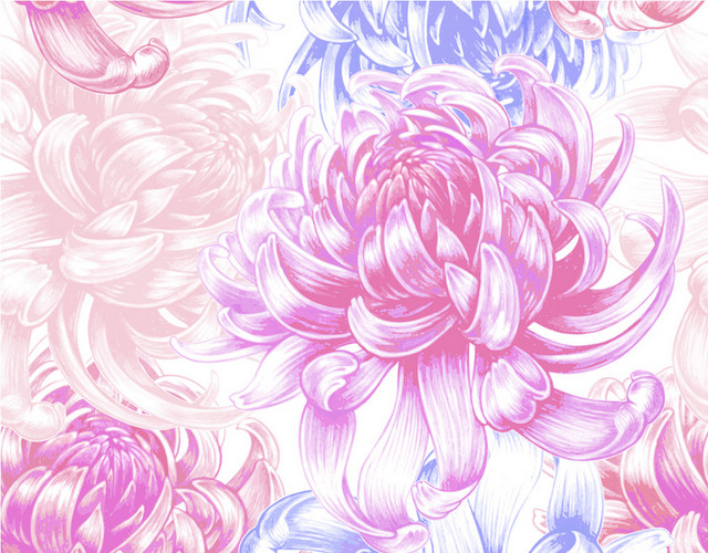 菊花缤纷花色底纹PNG素材