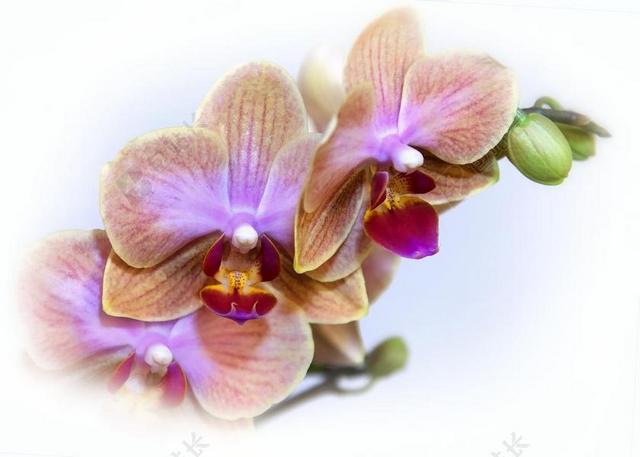 蝴蝶兰 兰花 开花 异国情调 热带 花 粉红色 厂 盛开