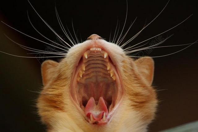 猫 打哈欠 猫的 关闭了 晶须 口 舌头 牙齿 打呵欠