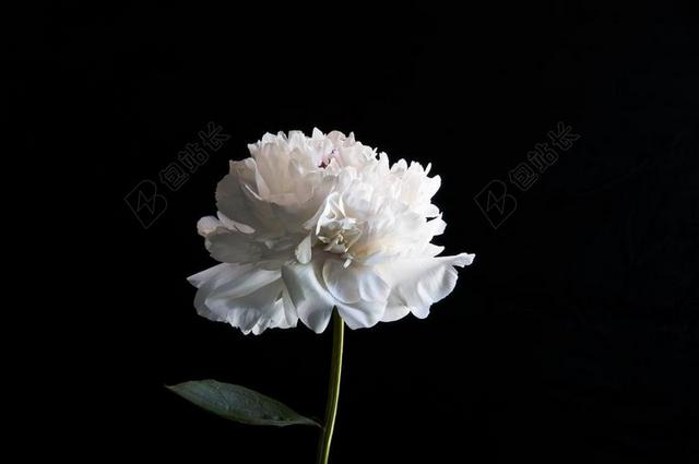 白 花的 开花  花 光明 一天 极简主义 简约