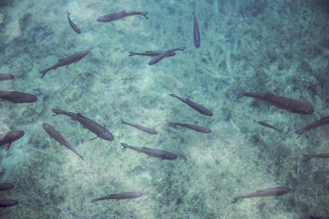 鱼 水下 海洋 海洋生命 水族馆 水 鱼类 浮潜 海底