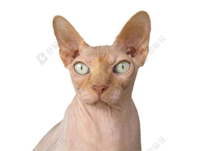 毛 猫咪 种族的猫 秃头 无毛 宿醉 猫 宠物 动物