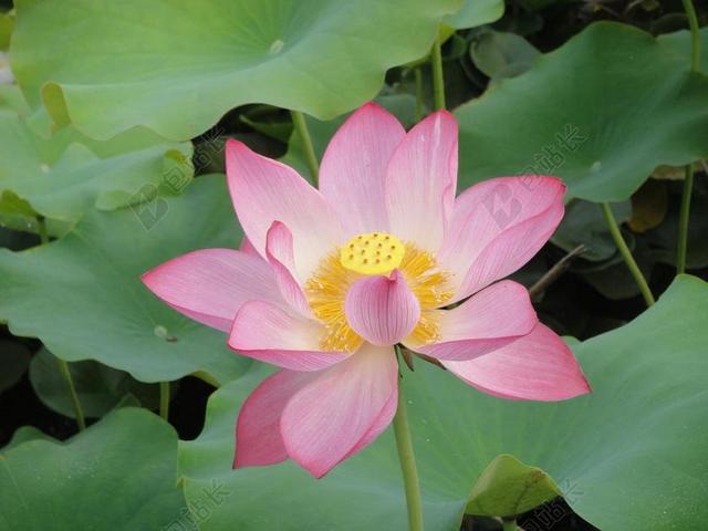 自然 荷叶 花瓣 荷花 莲蓬 自来水厂 池子 开花