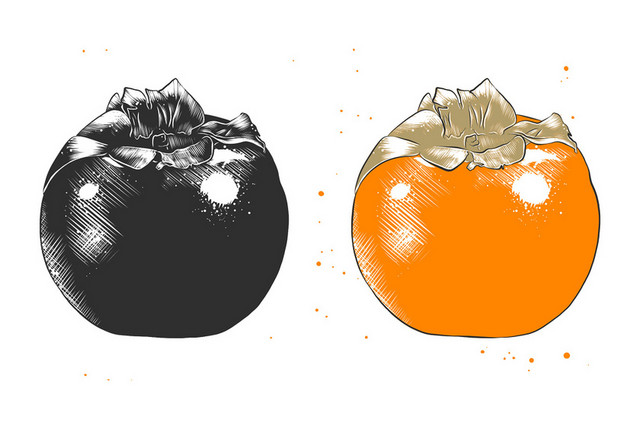手绘素描柿子矢量素材