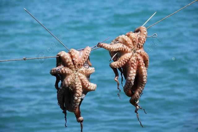 八达通 鱿鱼 海鲜 鱼 海 捕鱼 地中海美食 食品