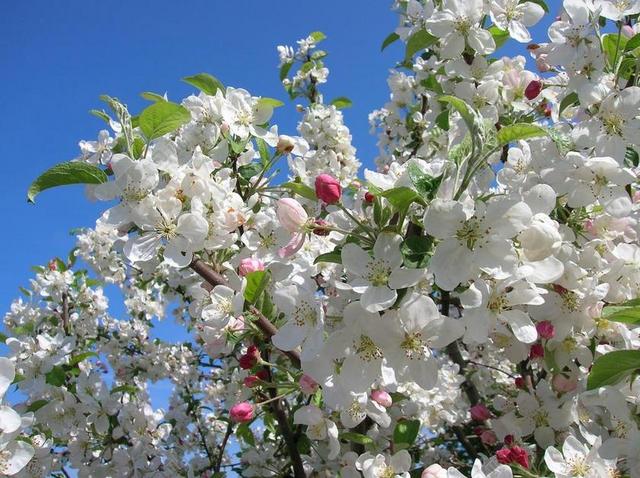 鲜花 苹果花 苹果树 树 性质