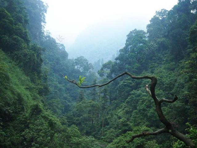 绿色的山间森林背景图片