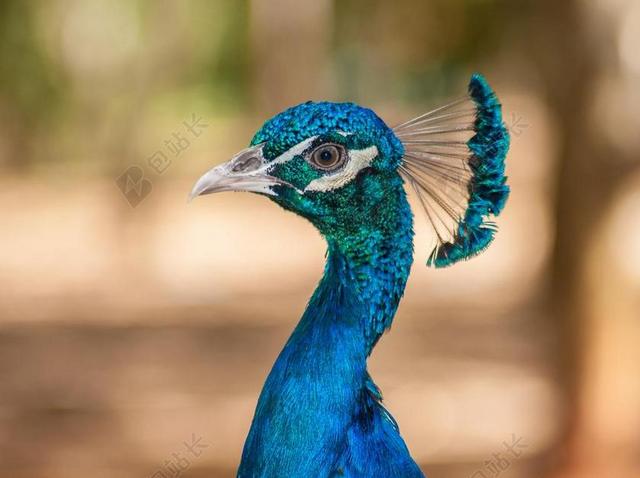 PAVO CRISTATUS 孔雀 孔雀羽毛 多彩 眼 特写