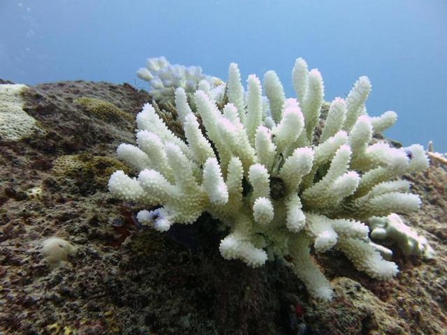 珊瑚 潜水 海
