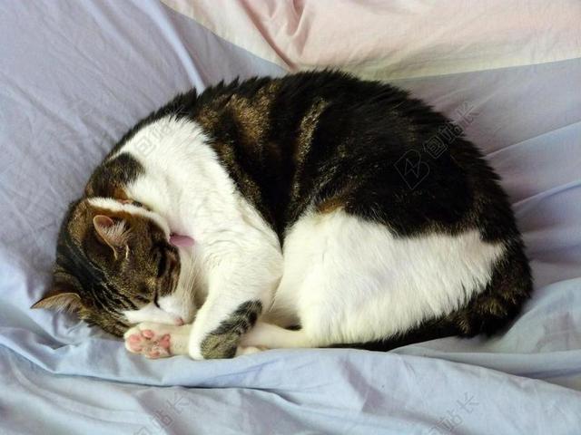动物可爱在睡觉的猫咪宠物动物猫背景图片