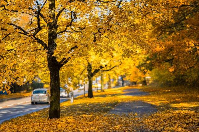 秋天金色的落叶背景图片