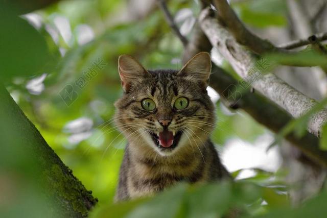 猫 侵略 情绪 恐惧 惊喜 愤怒 动物