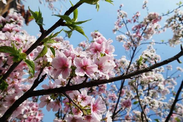 SAKURA 櫻 花 山 櫻花 花卉 植物 粉色 春天