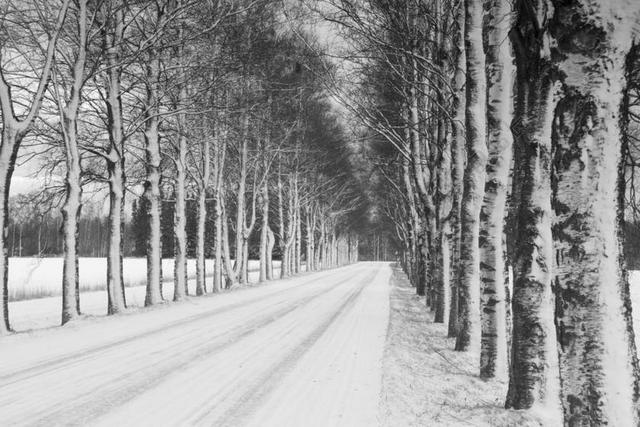 维特 白桦树巷 桦木 道路 胡同 白桦树皮 框架 支 雪
