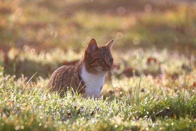 草地里的猫咪背景图片