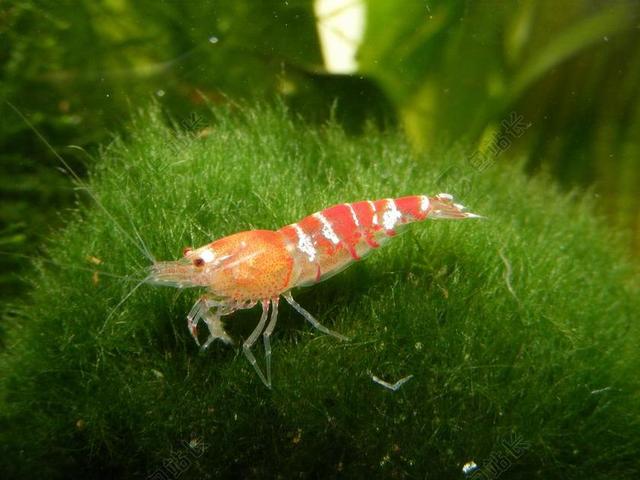 虾 青苔球 水族馆 动物 水生物 小 水生动物