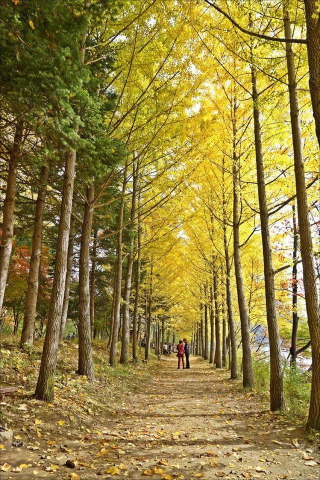秋季 景观 木材 大自然 吉 风光 济州岛 植物 叶 公园