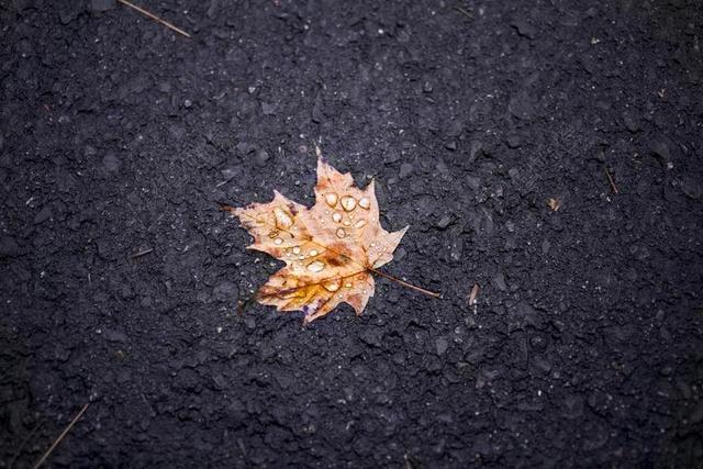 土地上的枯叶背景图片