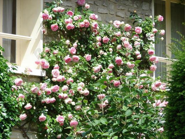 墙上 玫瑰 鲜花  藤本月季 春天 性质 花瓣 按钮