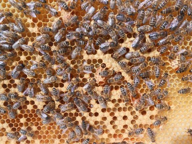 他们的斗篷 蜜蜂 蜂蜜 单元格 帽 花粉 无人驾驶飞机 工人