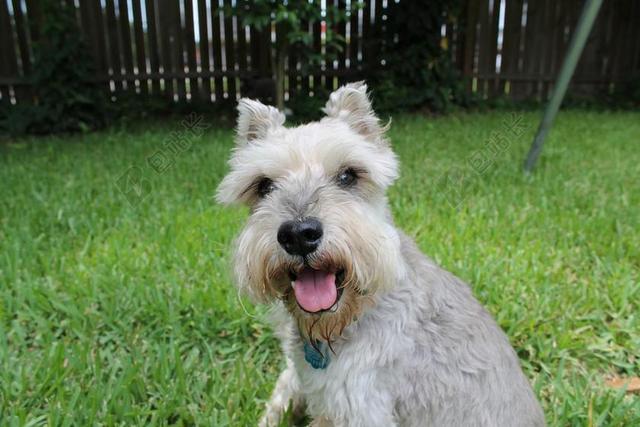 SCHNAUZER 迷你雪纳瑞 救援 宠物 小 可爱 狗 户外