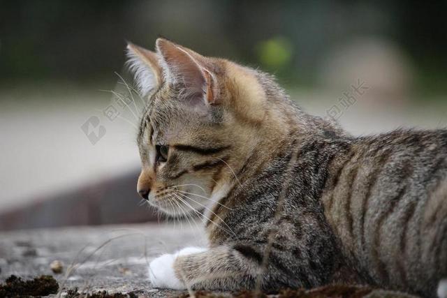 摄影唯美趴在地上的小猫背景图片