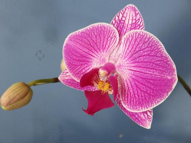 兰花 蝴蝶兰 蛾 开花 盛开 花 紫色 粉红色