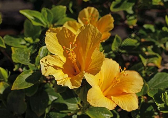 芙蓉 雌蕊 芙蓉花 锦葵 关闭 黄色 锦葵科