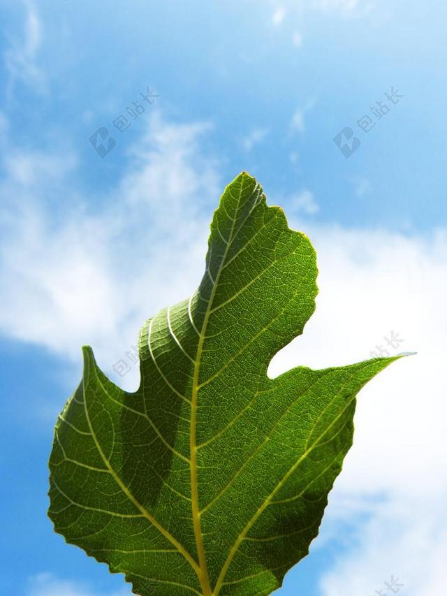 天空下的绿叶背景图片