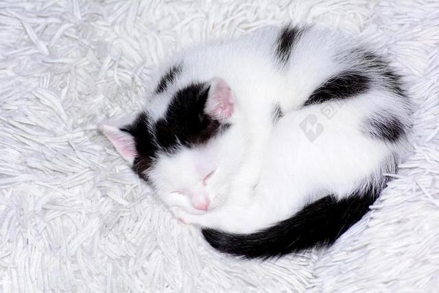黑白动物柔软蜷缩着睡觉的猫咪宠物动物猫背景图片