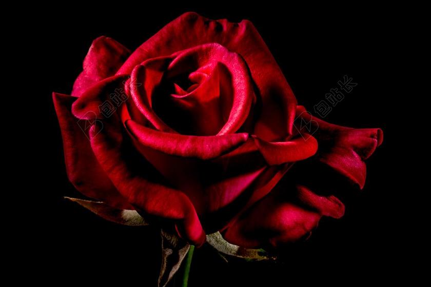 红玫瑰 玫瑰 玫瑰绽放 开花 花 红色