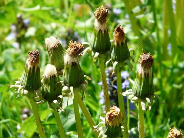 普通的蒲公英 指出花 花序 褪色 蒲公英教派 RUDERALIA