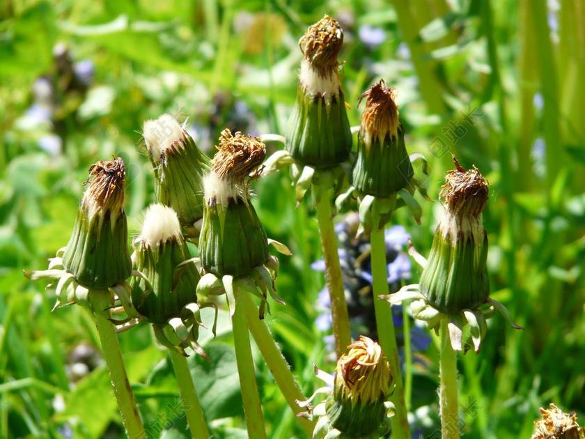 普通的蒲公英 指出花 花序 褪色 蒲公英教派 RUDERALIA