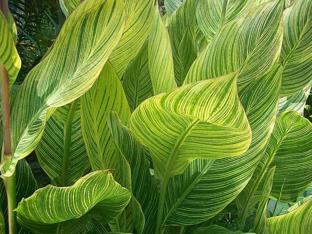 杂色 美人蕉 叶子 植物园 植物 绿色 热带 异国情调