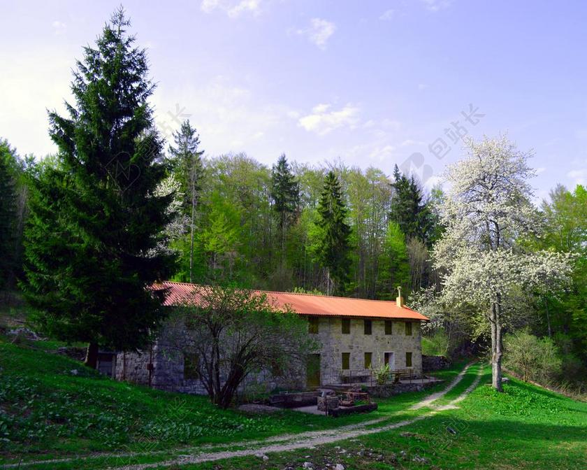 松树 房子 松 树 首页 景观 山上的房子 森林房子 自然